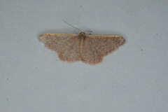 Idaea costaria