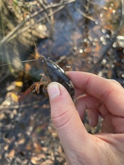 Procambarus paeninsulanus
