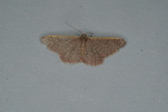 Idaea costaria