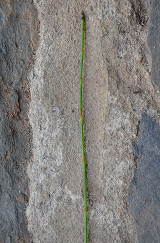 Equisetum image