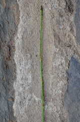 Equisetum ramosissimum image