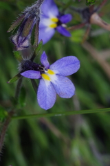 Monopsis malvacea