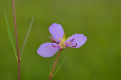 Antherotoma gracilis