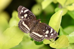 Anthanassa drusilla
