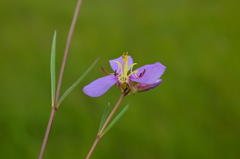 Antherotoma gracilis