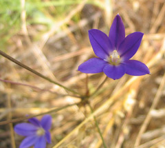 Brodiaea filifolia