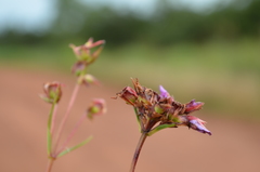 Antherotoma gracilis