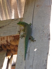Phelsuma standingi