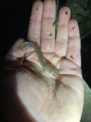 Noturus leptacanthus