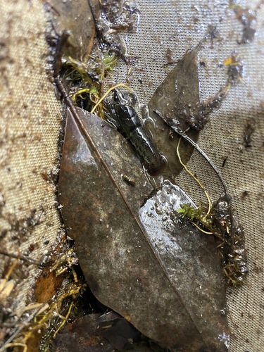 Sly Crayfish