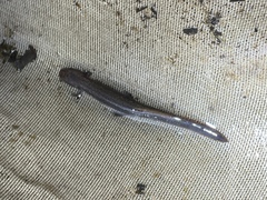 Eurycea guttolineata