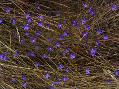Brodiaea filifolia