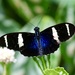 Longwings and Heliconians - Photo (c) Jonathan Slifkin, some rights reserved (CC BY-NC), uploaded by Jonathan Slifkin