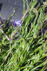 Monopsis malvacea