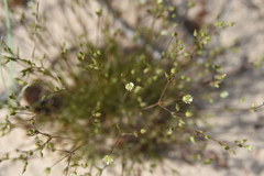 Sabulina dawsonensis