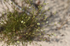 Sabulina dawsonensis