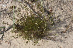 Sabulina dawsonensis