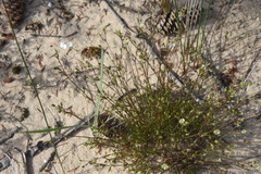 Sabulina dawsonensis