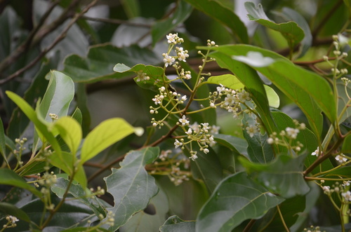 Nectandra membranacea