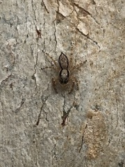 Menemerus bivittatus