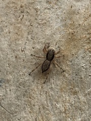 Menemerus bivittatus