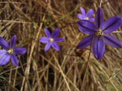 Brodiaea filifolia