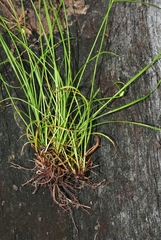 Cyperus gracilis
