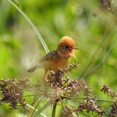 Cisticola exilis