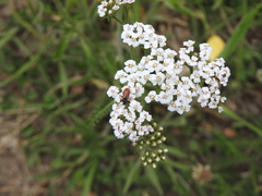 Arthrobrachus nigromaculatus