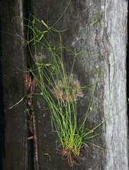 Cyperus gracilis