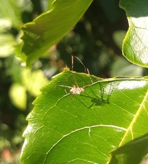 Heteroptera