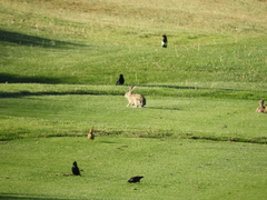 Oryctolagus cuniculus