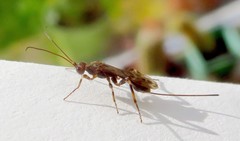 Wachsmannia spathiiformis