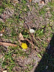 Taraxacum