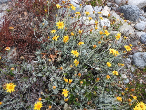 Senecio argyreus, photograph 2
