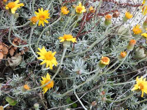 Senecio argyreus, photograph 3