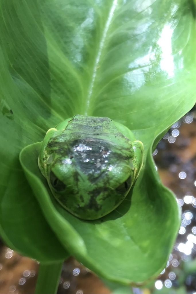 Natal Forest Tree Frog from Madundube, Cele/Vumengazi, KZN, ZA on ...