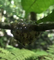 Natalobatrachus bonebergi