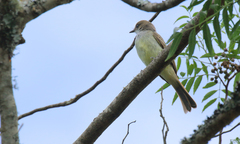 Myiarchus swainsoni