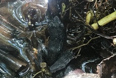 Natalobatrachus bonebergi