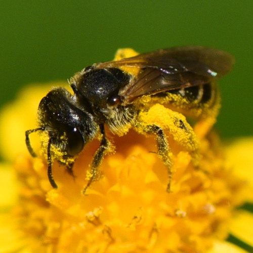 Ligated Furrow Bee, photo 2 of 8