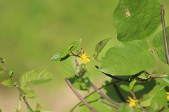 Corchorus siliquosus