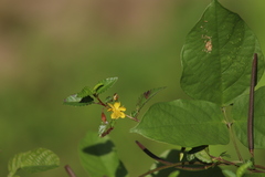 Corchorus siliquosus