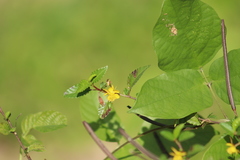 Corchorus siliquosus