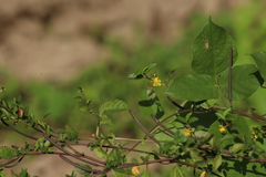 Corchorus siliquosus