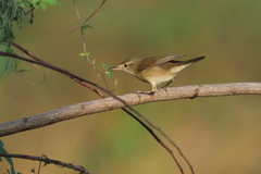 Acrocephalus dumetorum