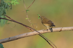 Acrocephalus dumetorum