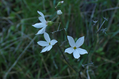 Lithophragma cymbalaria