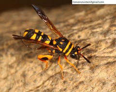 Leucospis gigas