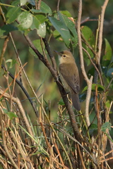 Acrocephalus dumetorum